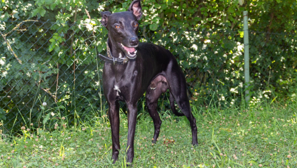 Kleiner Whippet Luis